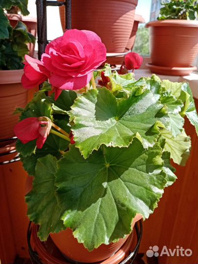 Бегония вечноцветущая