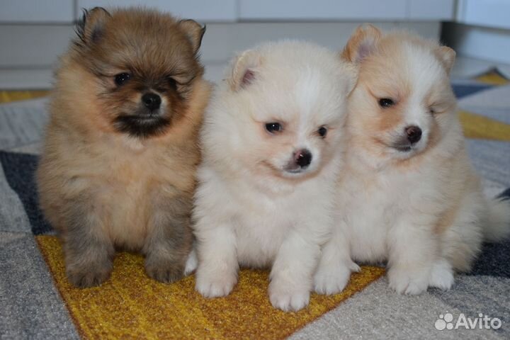 Щенки шпица