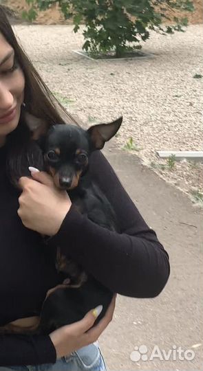 Мини той-терьер Вязка