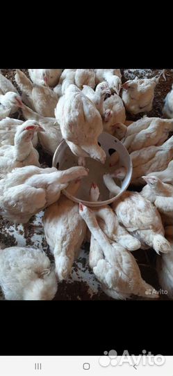 Броллер Разного возраста на весь сезон