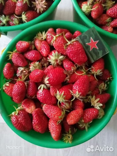 Ягода Клубника Земляника Виктория