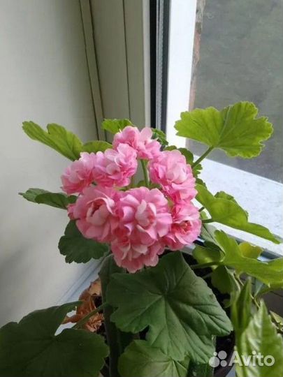 Пеларгония герань