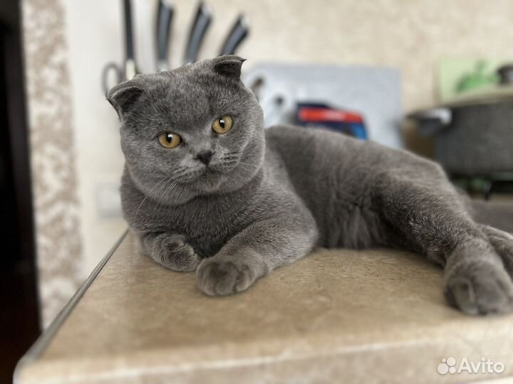 Британский кот вязка