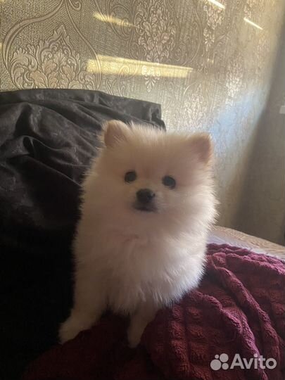 Немецкий шпиц мальчик