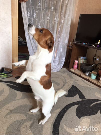 Щенки джек Рассел терьер