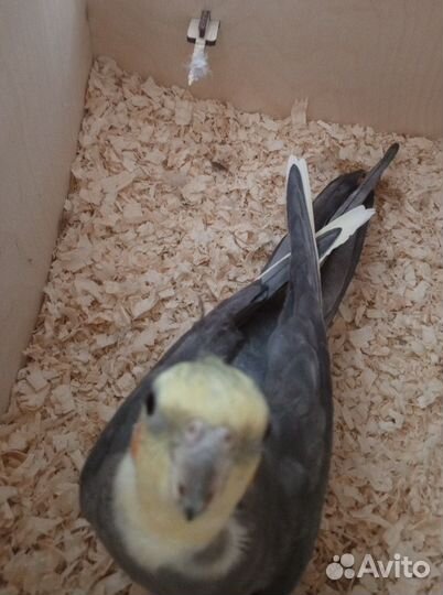 Птенцы корелл (чит. опис )