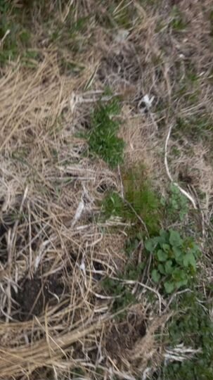 Участок 6,2 сот. (ИЖС)