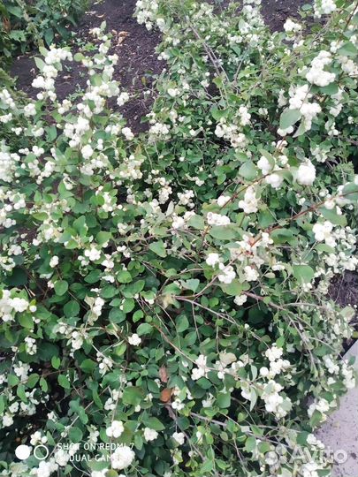 Георгины клубни