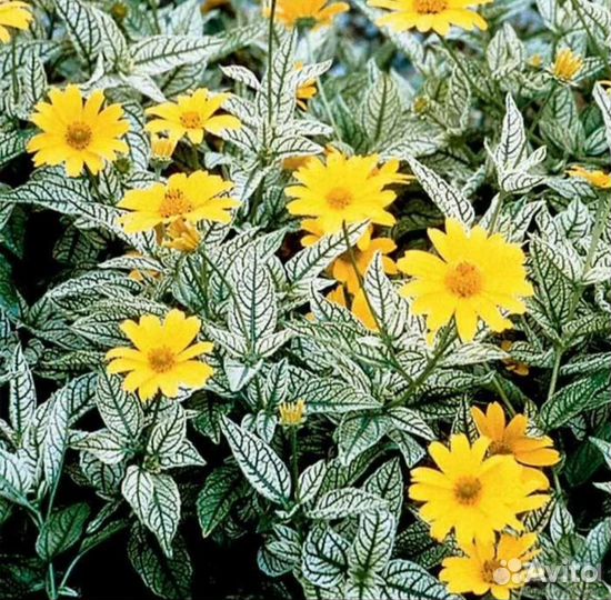 Гелиопсис многолетний