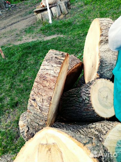 Срез дерева спил торцевой