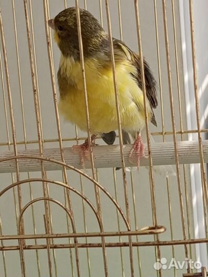 Кенор поющий