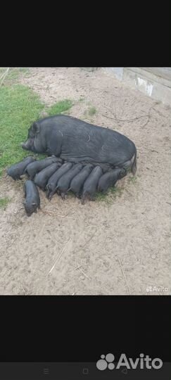 Вьетнамские поросята