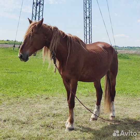 Орловские кобылы и жеребчик