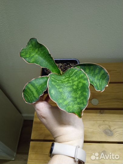 Сансевиерия сортовая