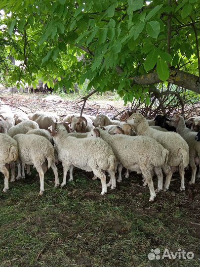 Овцы бараны