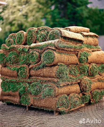 Газон от производителя