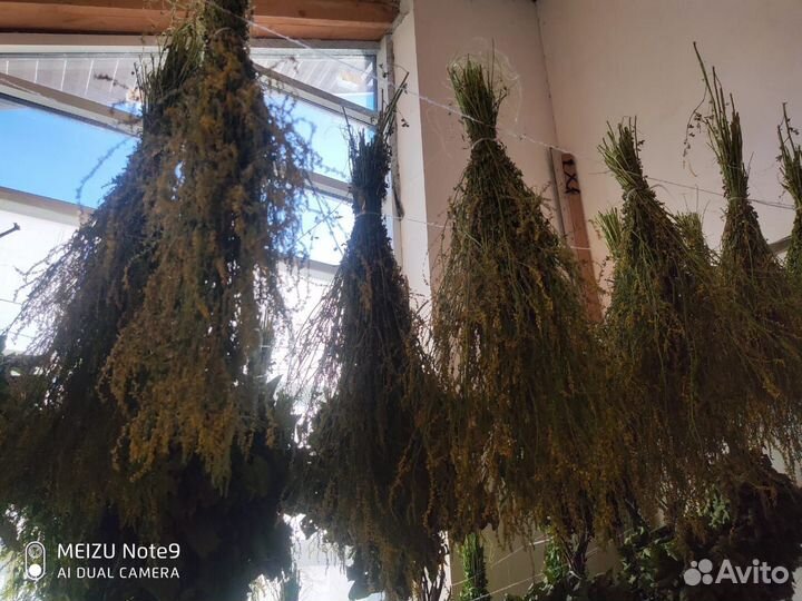 Травы для бани