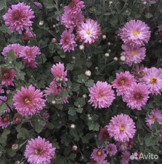 Хризантема розовая саженцы кустовая