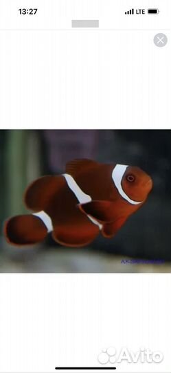 Морские рыбки. Клоун премнас