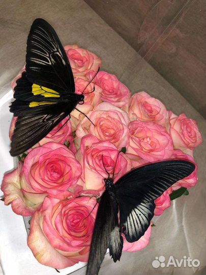 Коробки с цветами и живыми бабочками
