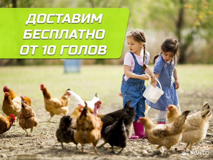 Куры несушки с доставкой