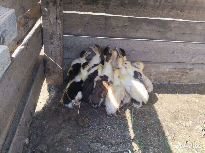 Продаются индоутята