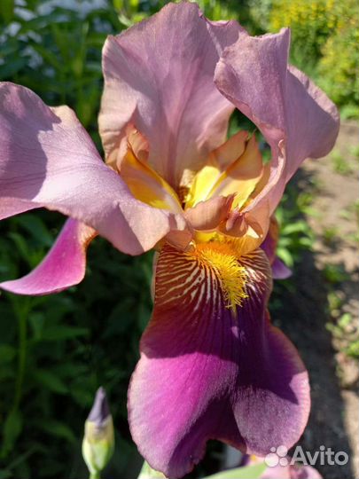 Ирисы бородатые