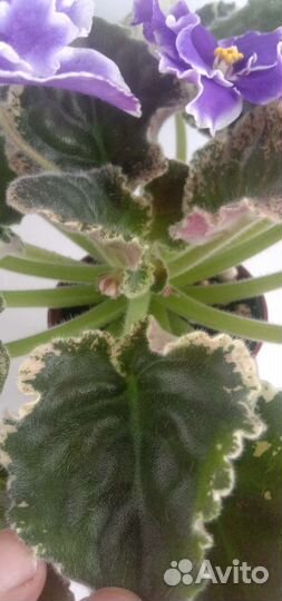 Фиалки сортовые