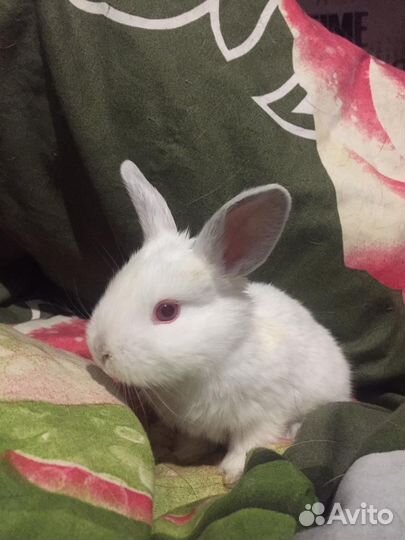 Кролики мясных пород