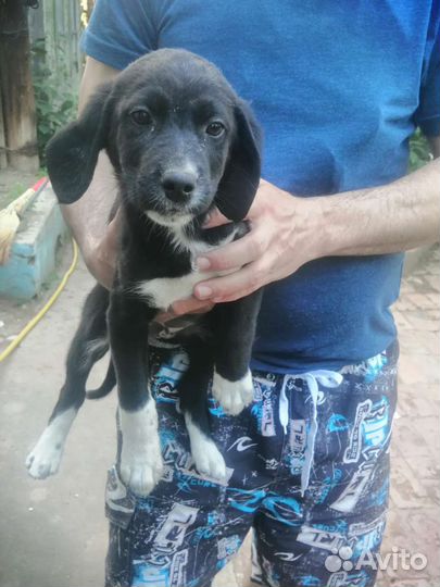 Кутята в добрые и ответственные ручки