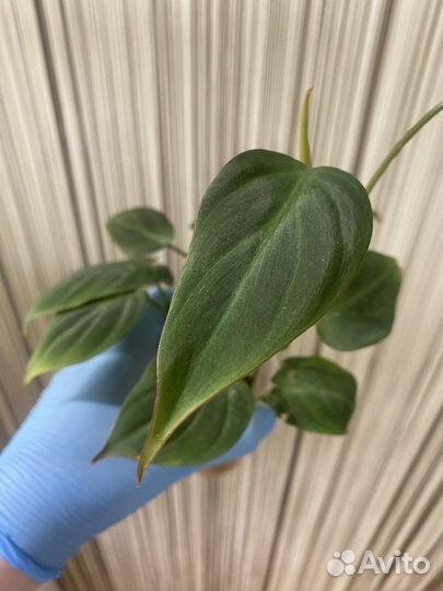 Филодендрон компоспортанум