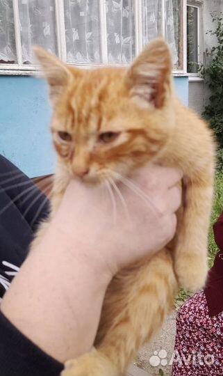 Котик в добрые руки