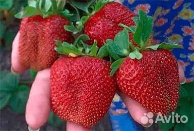 Рассада клубники маршал