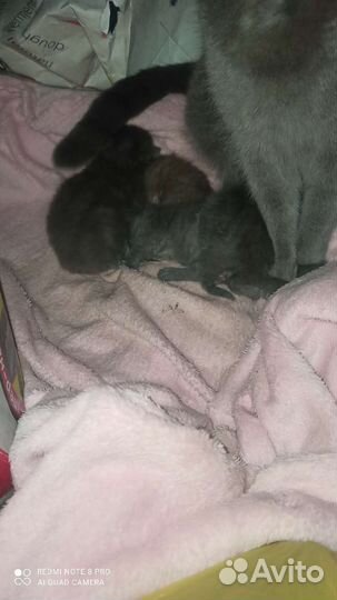 Шотландские котята