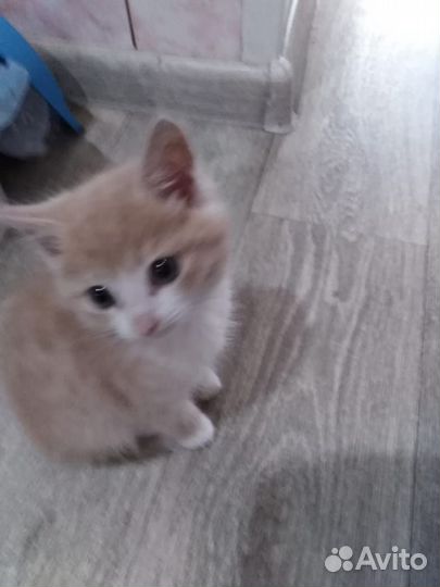 Рыжий котенок