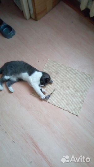 Кошечка 6 мес