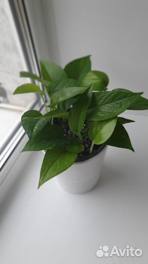 Сансевиерия, Сингониум, Филодендрон, Дифенбахия