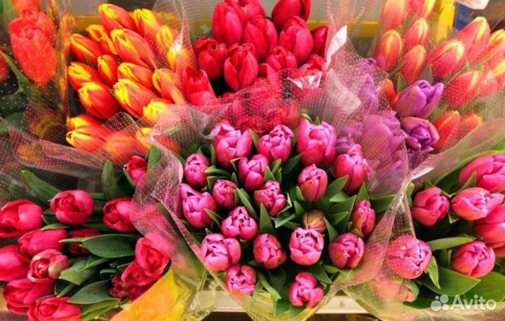 Тюльпаны, Пионы, 31,51,101,201, Тюльпан, цветы