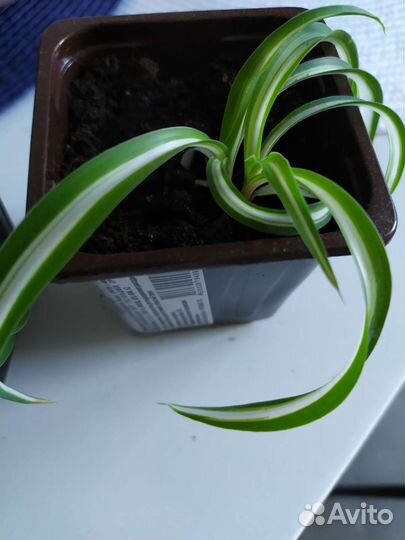 Хлорофитум кудрявый