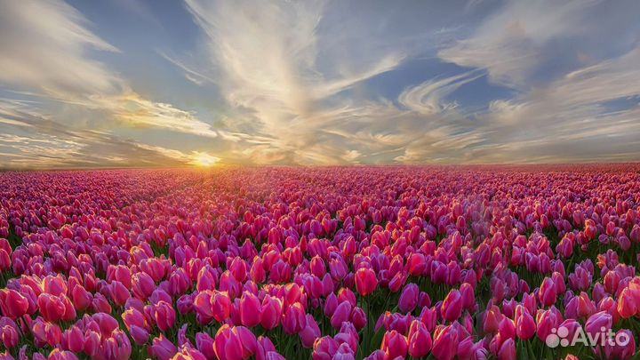 Репититор арабского языка