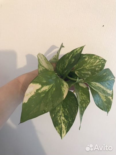 Сциндапсус золотистый