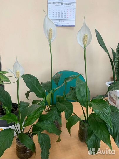 Цветы в наличии