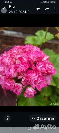 Пеларгония