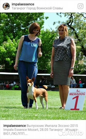 Вязка. Басенджи