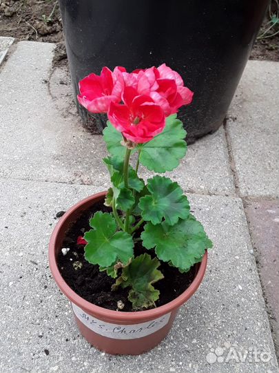 Тюльпановидные пеларгонии