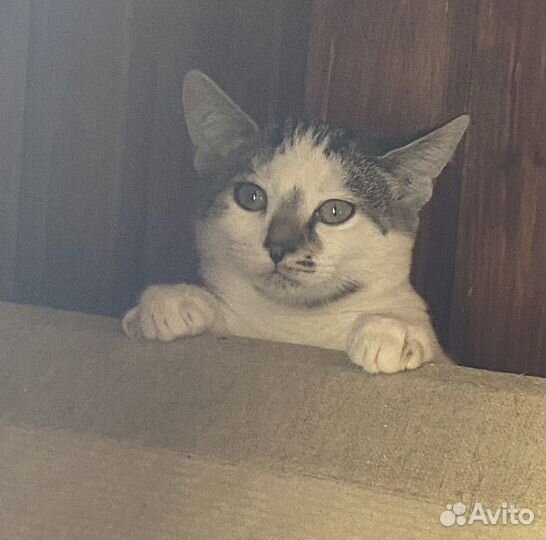 Воспитанные малыши