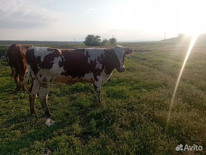 Корова стельная