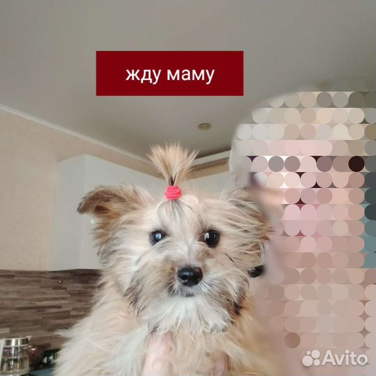 Йоркширский терьер