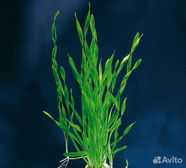 Аквариумные растения. Элодея, роголистник и тд