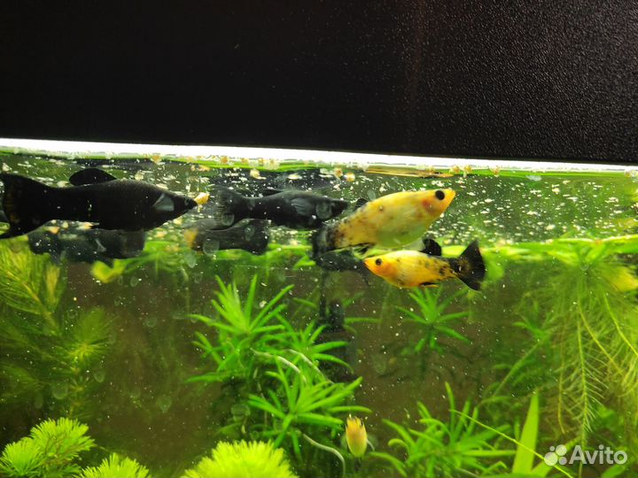 Моллинезия